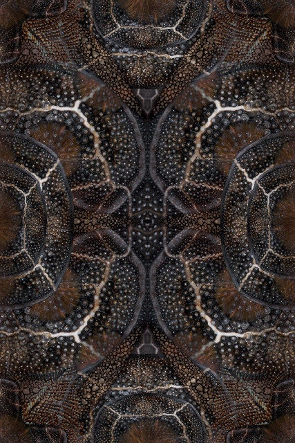 Moooi Blooming Seadragon Carpet