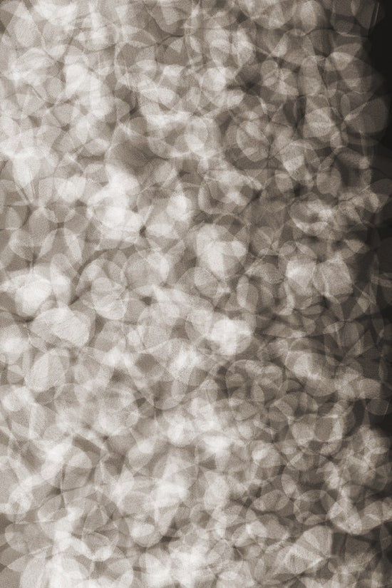 Moooi Pluck their Petals Flowing Petals Carpet
