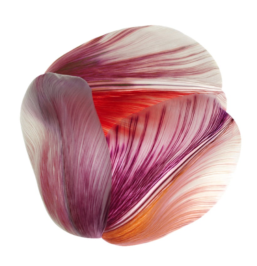Moooi Tulip Mania Shell Carpet